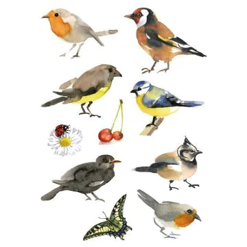 Photo HERMA : Lot de 30 stickers en papier - Oiseaux aquarelle - 3351
